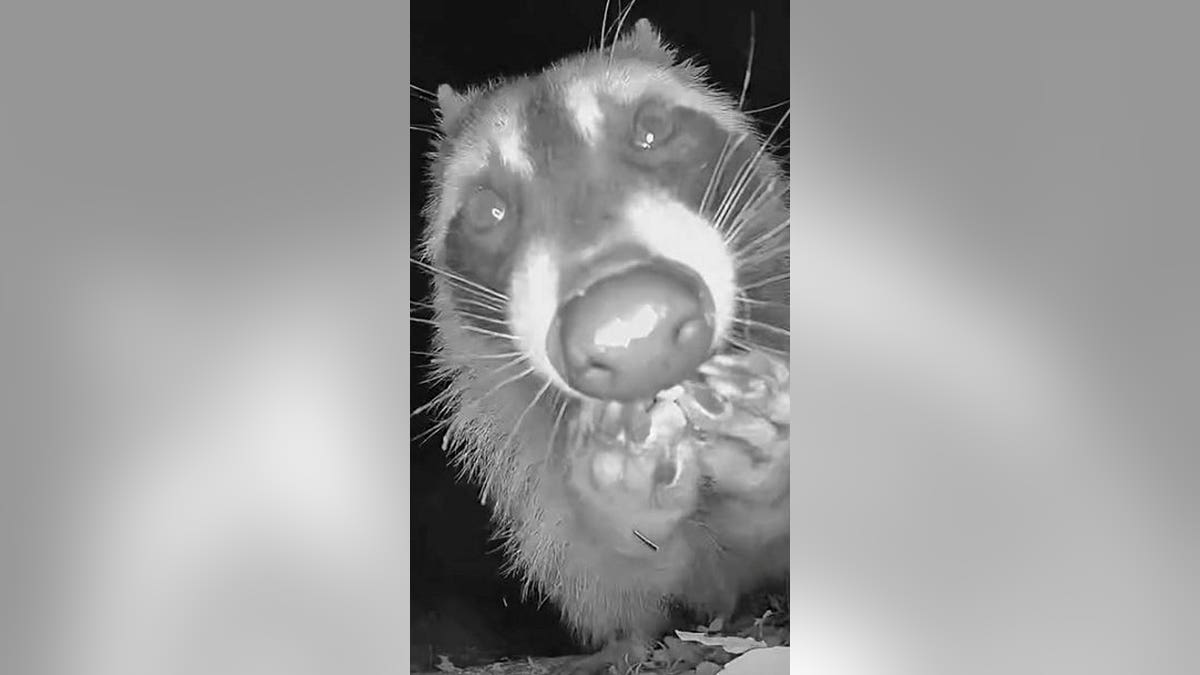 Raccoon eating a snack