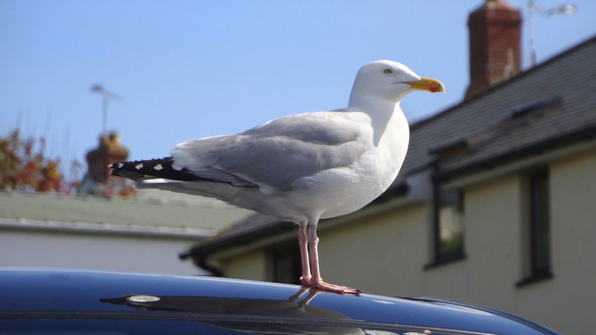 Bird on car