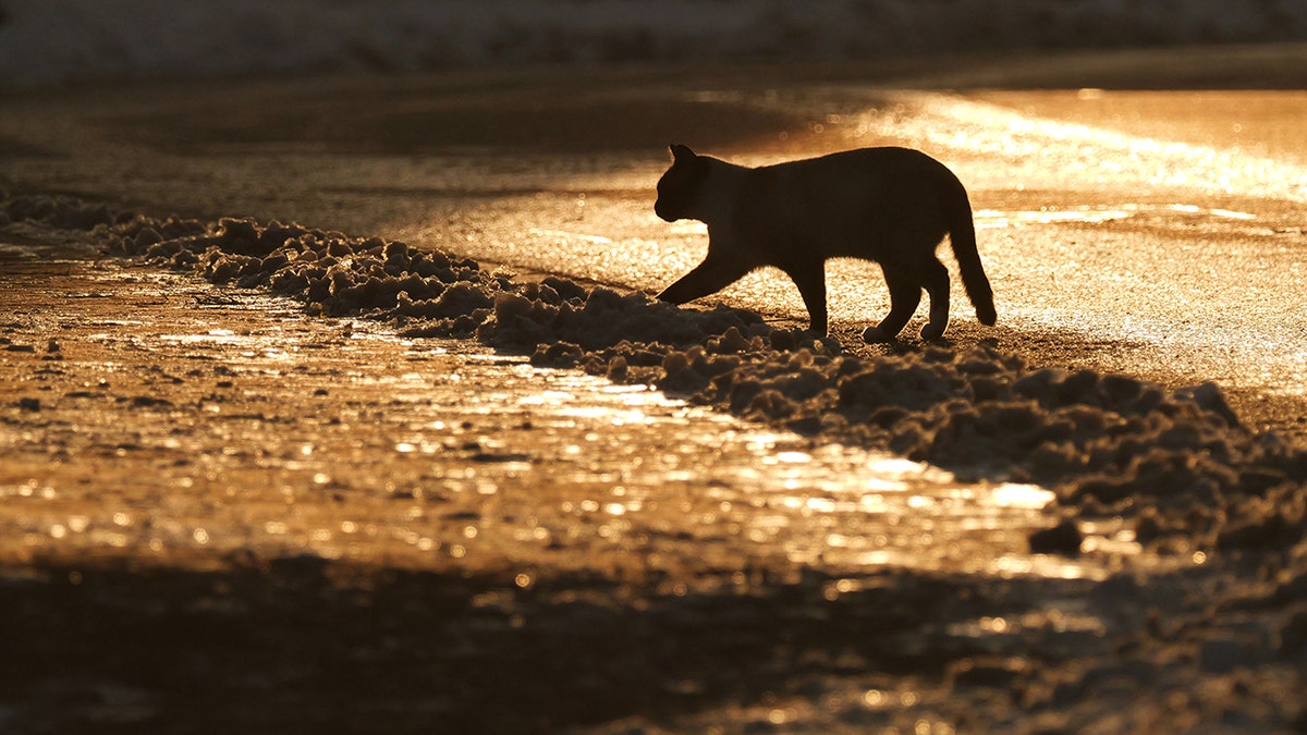 Cat against the light in winter