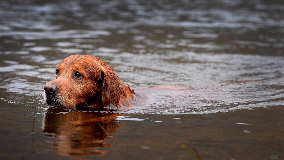 A dog swimming in a river