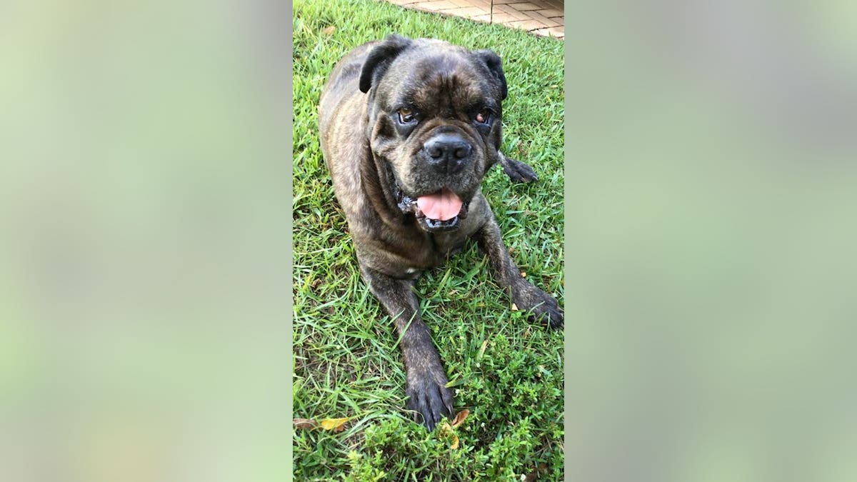 dog rescued from alligator