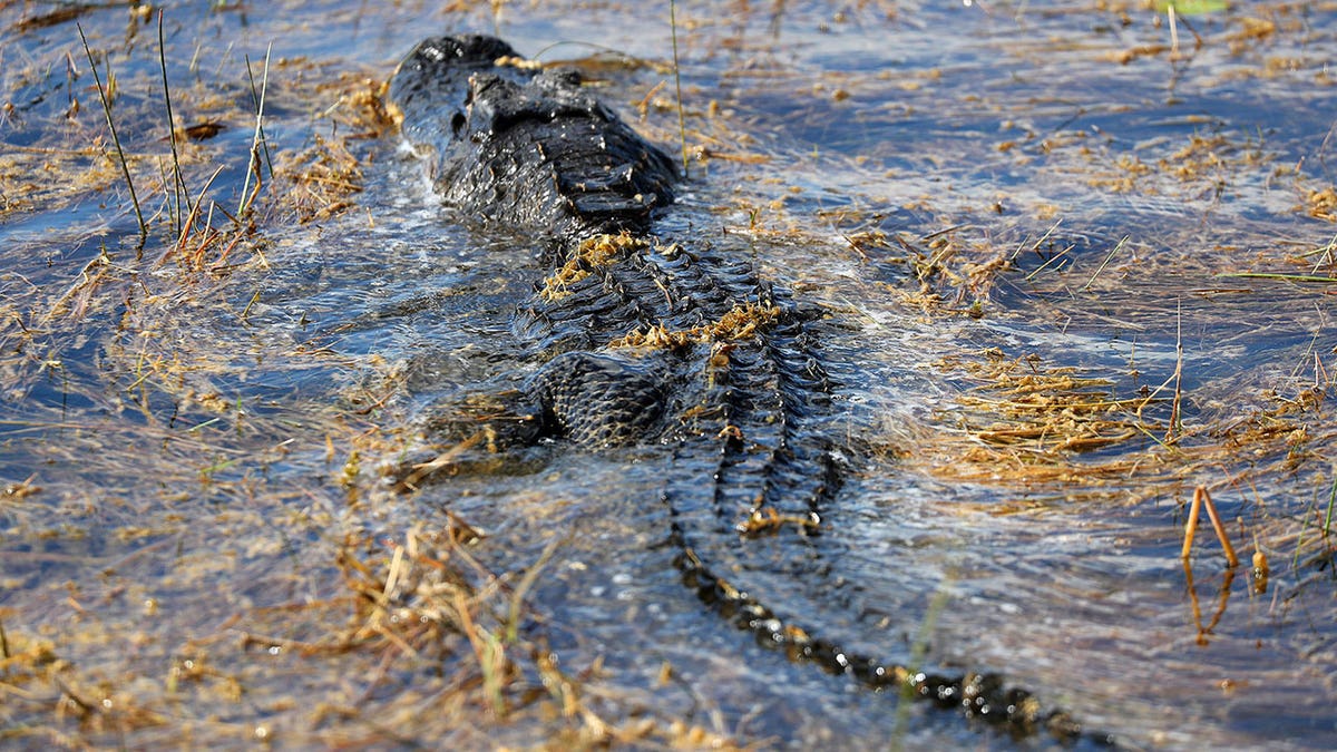Everglades alligator in water