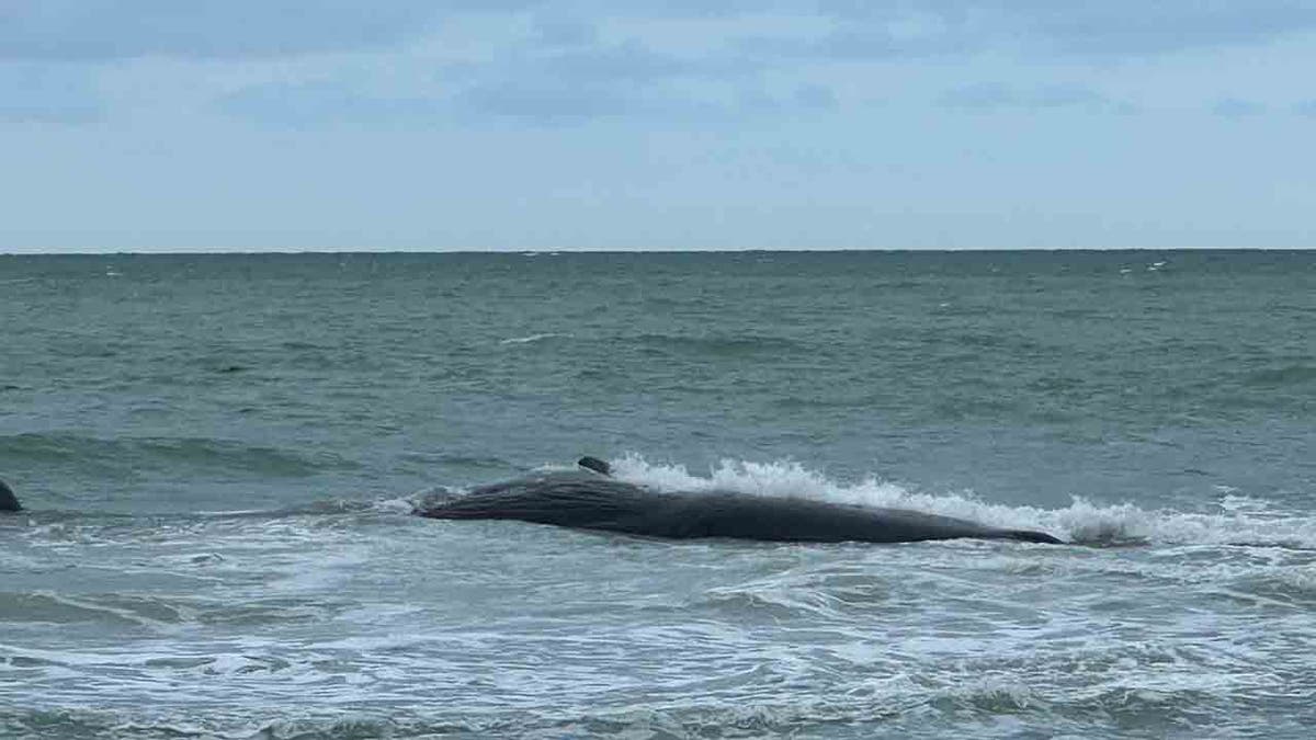 Efforts to Save Beached Sperm Whale in Venice Beach