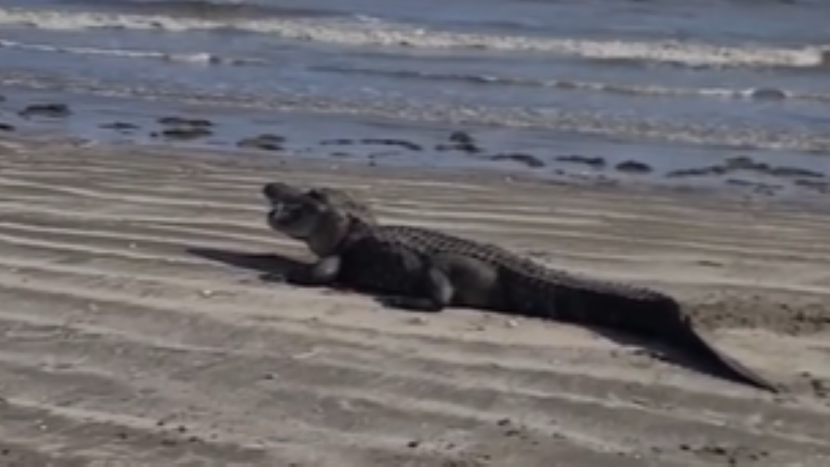 Close-up of gator on beach