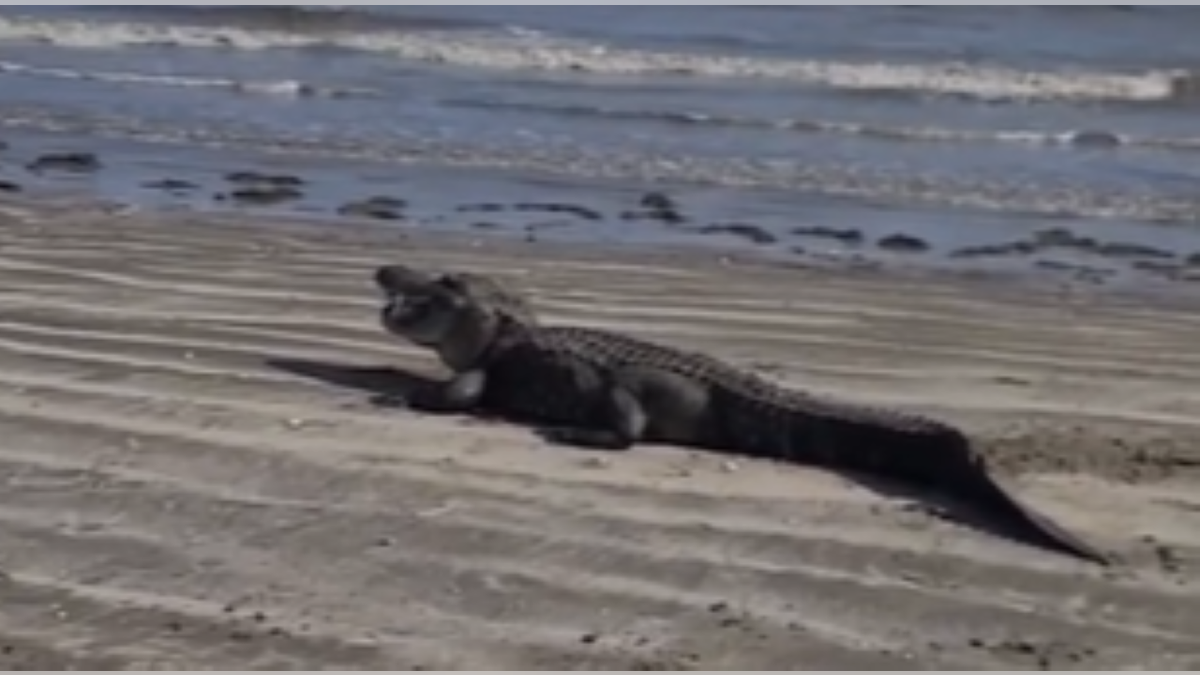 Close-up of gator on beach