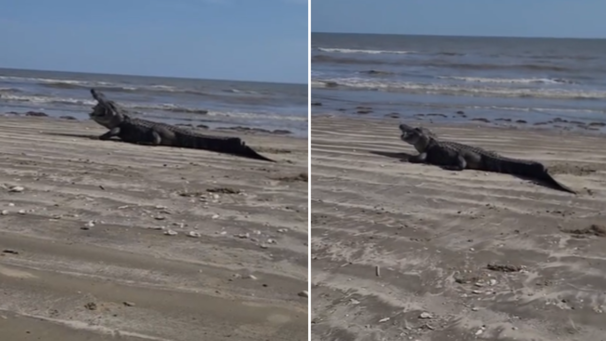 Split image of gator on beach