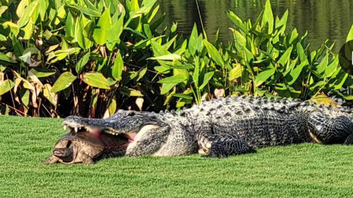 gator with blurred blood