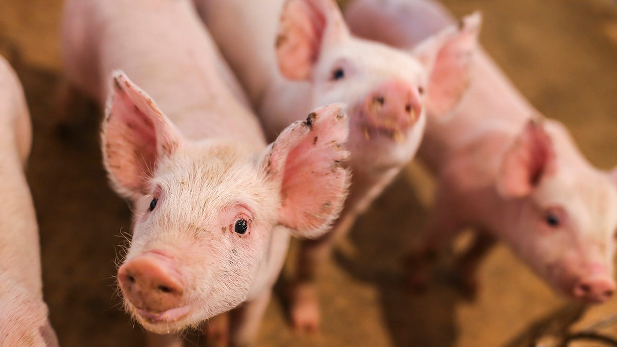 Small pig looking in pigsty.