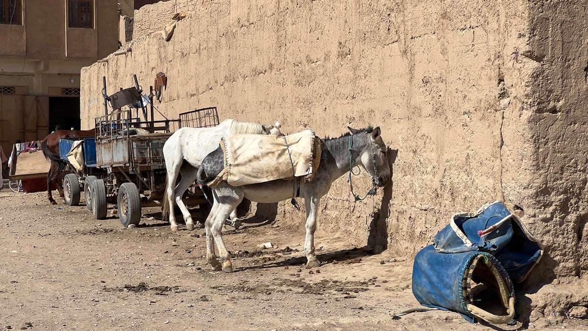 donkey tied up waiting to be ridden