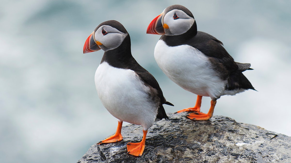 two puffins on a ledge