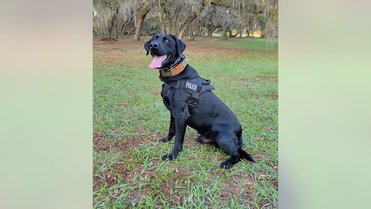 DeLand Police K-9 Midnight