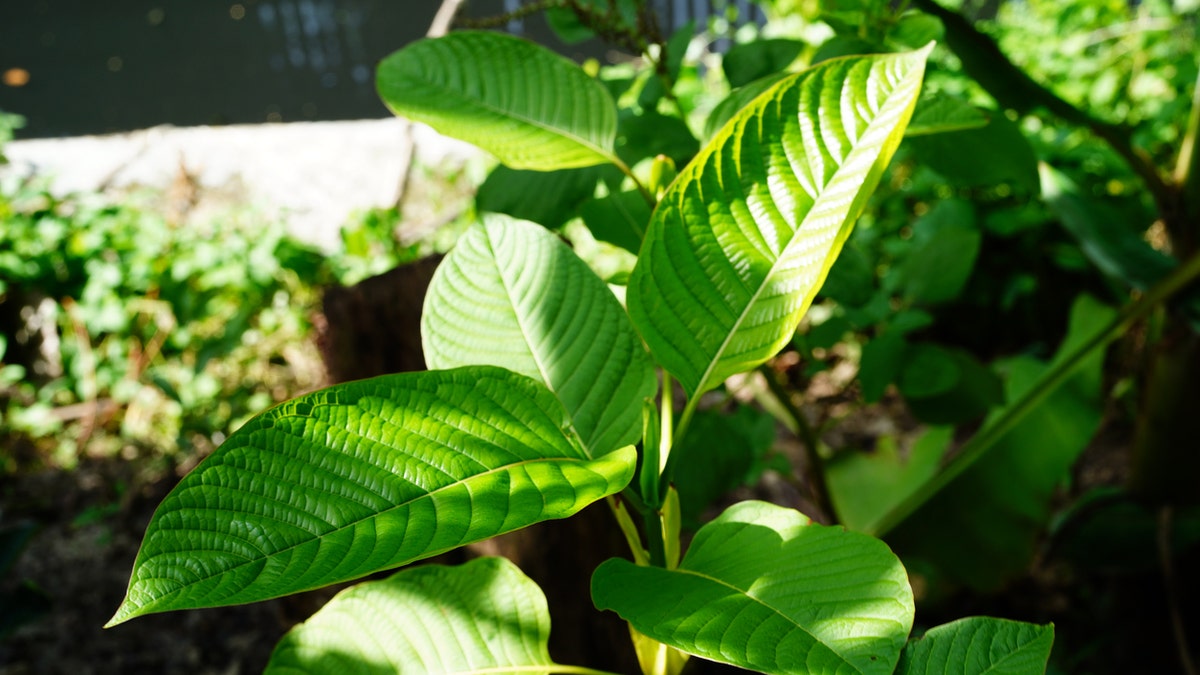Kratom green leaf