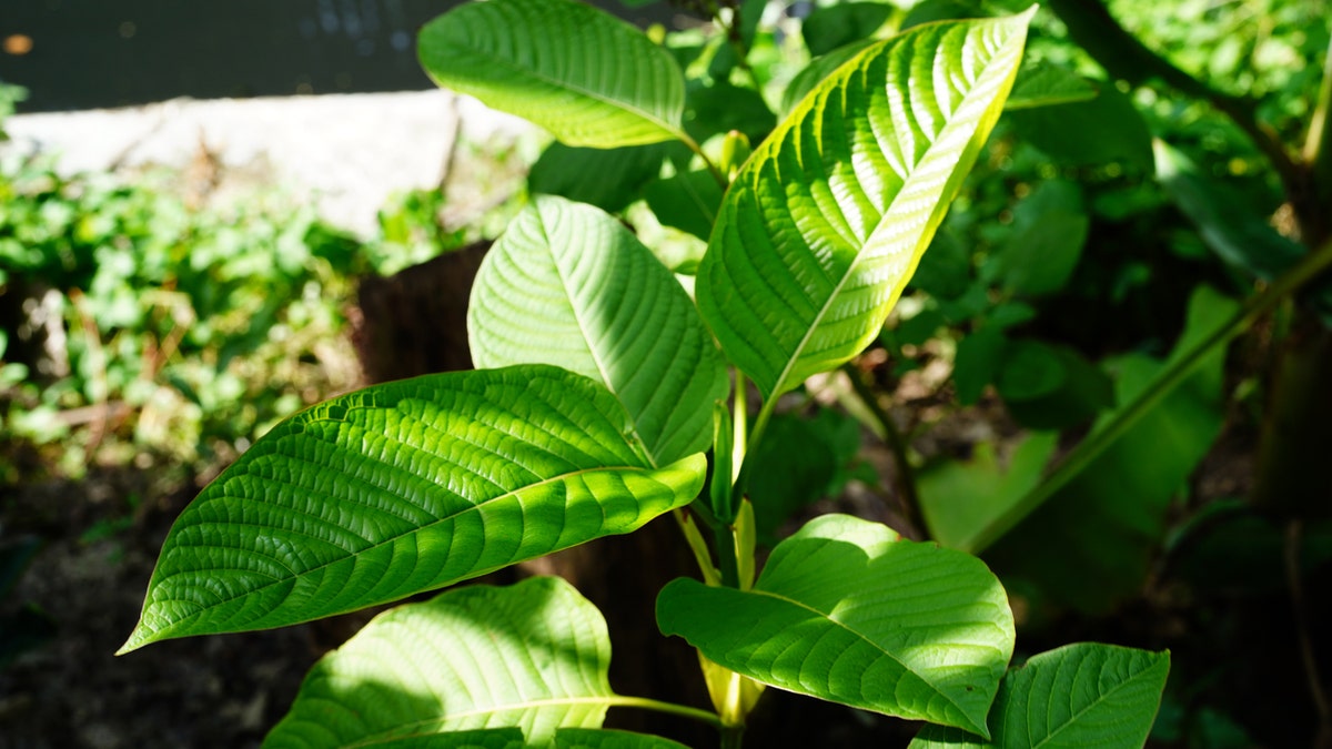 Kratom green leaf