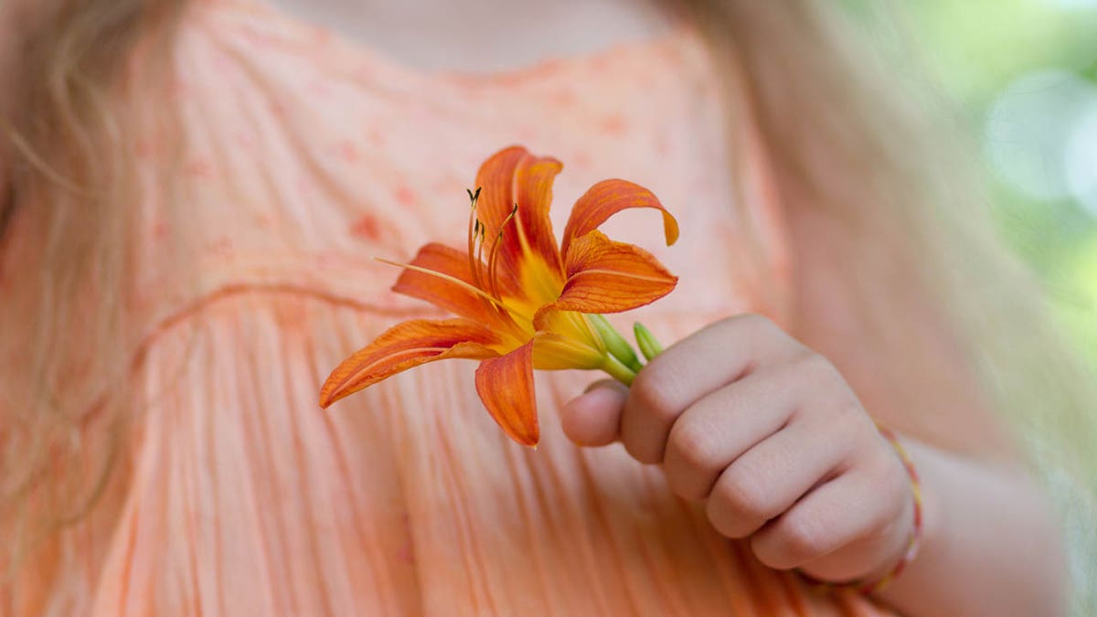 little girl holding orange lily