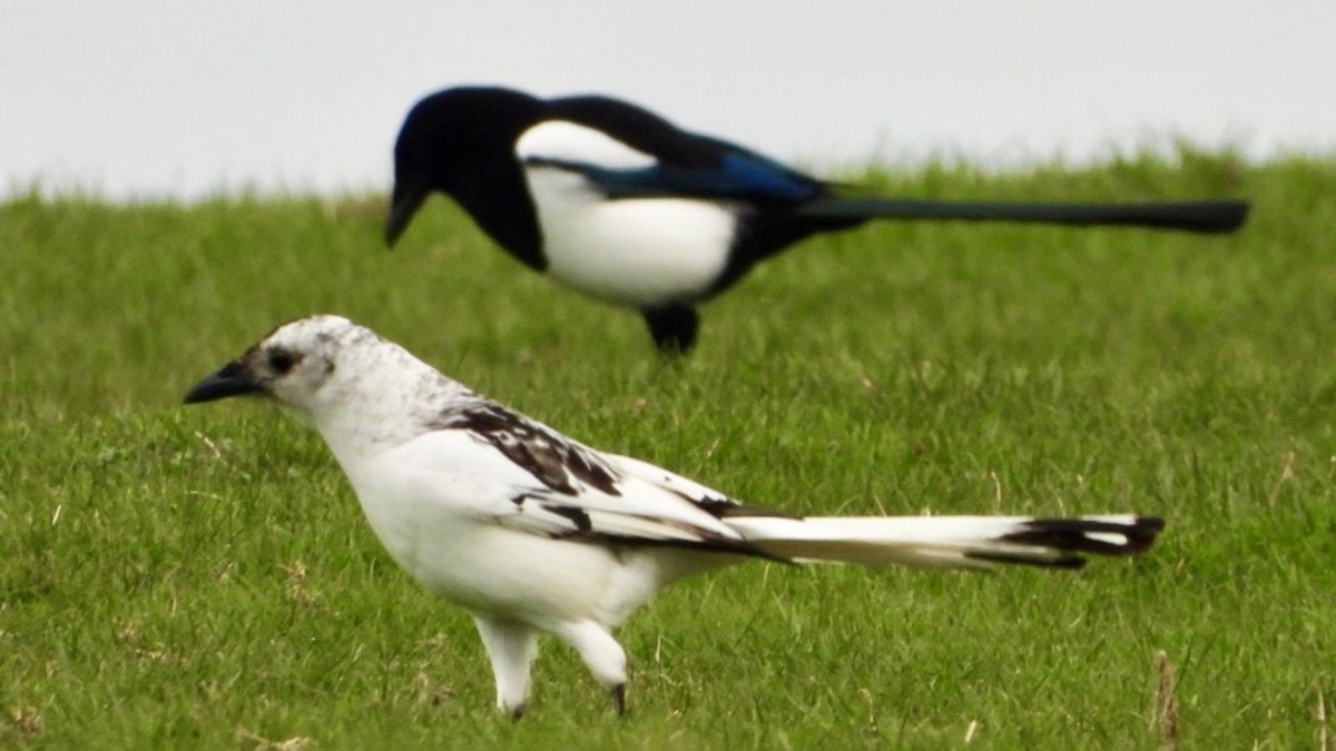rare white magpie and other magpie
