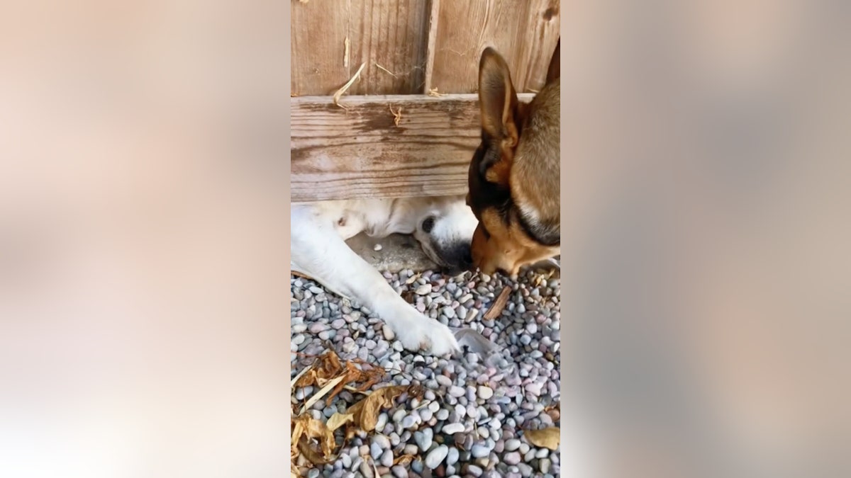 Dogs under fence