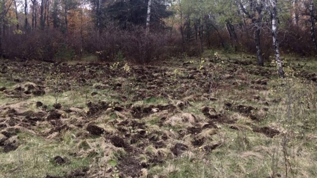 Damage to cow pasture