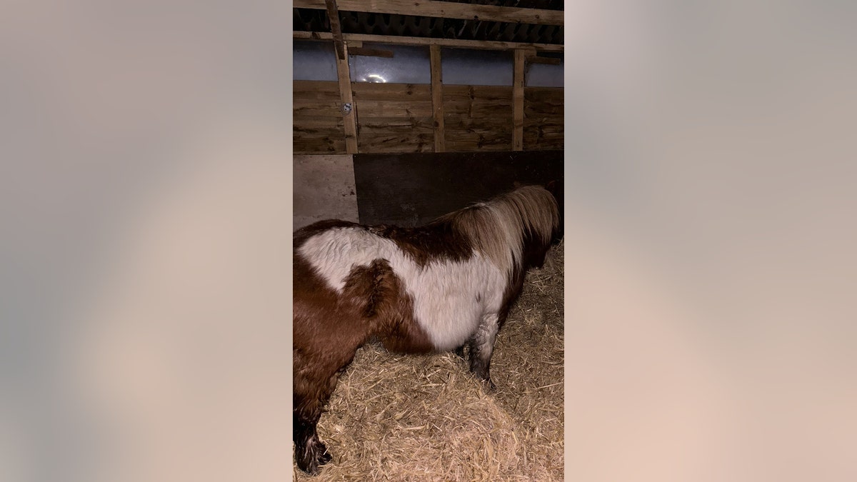 shetland pony rescued from castle grate