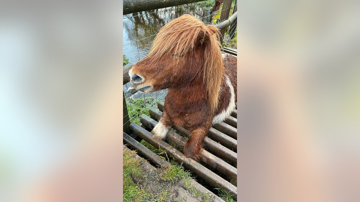 shetland pony stuck in grate