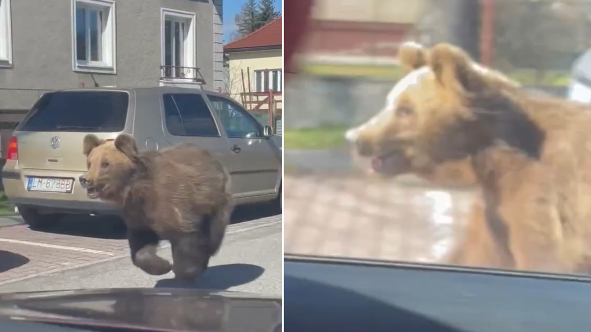 Split image of bear close up, running