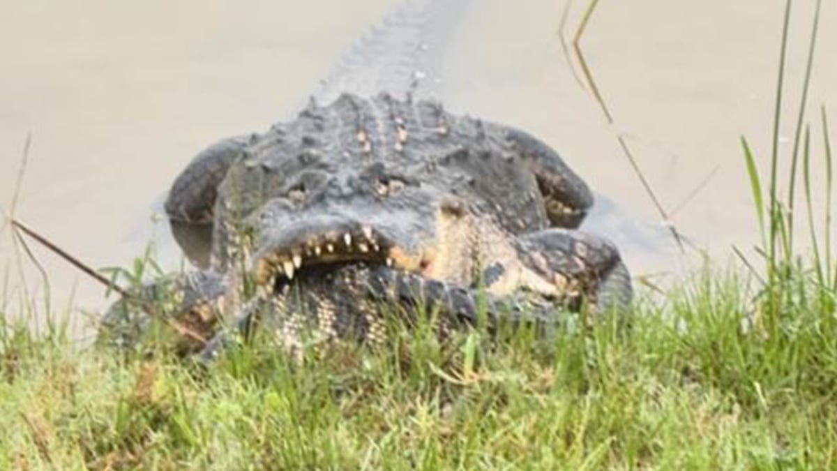 smaller alligator in the mouth of larger alligator