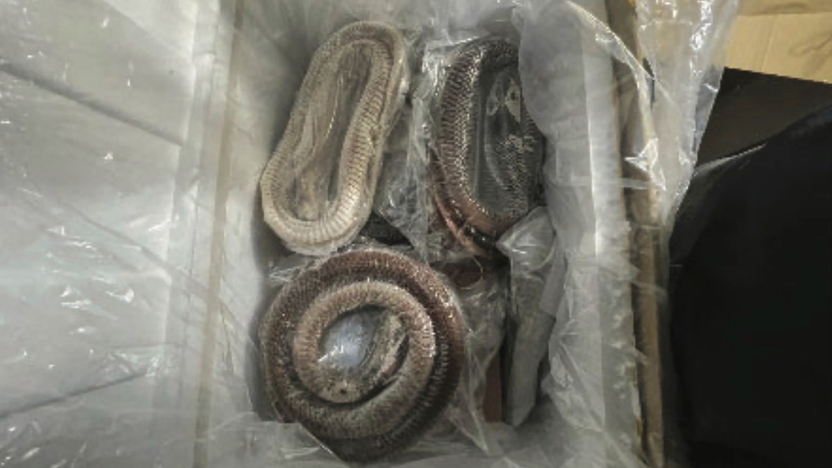 Packaged snake meat