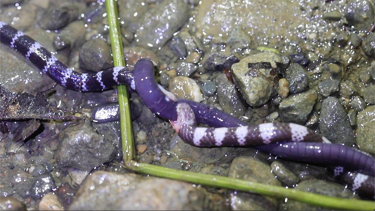 snakes biting meal