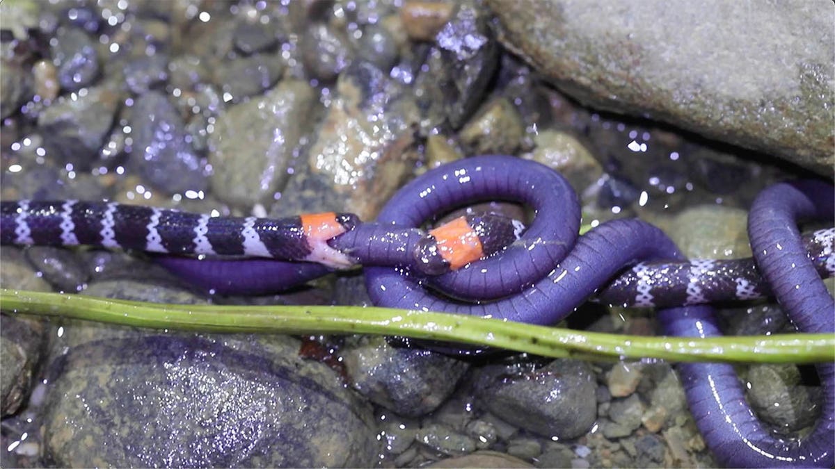 snakes fighting over dinner 1