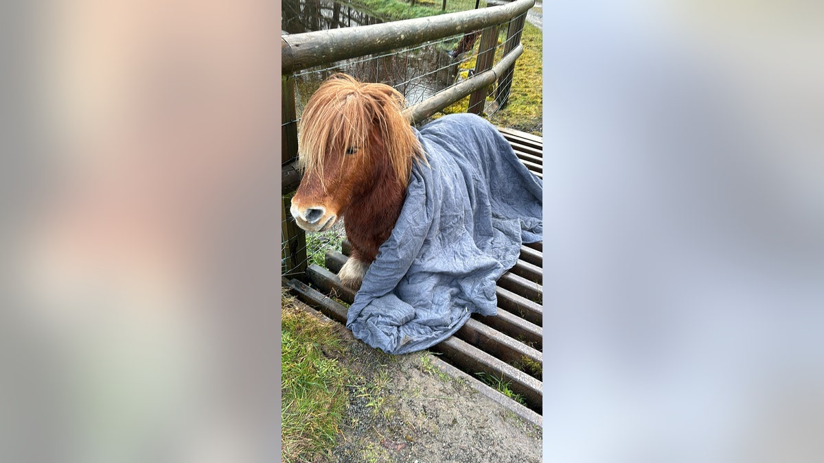 stuck shetland pony with blanket