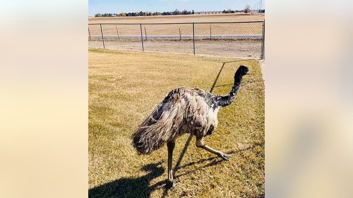 Buddy the emu walking
