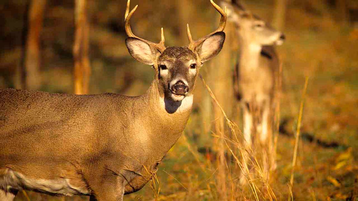 Two Whitetail Deer