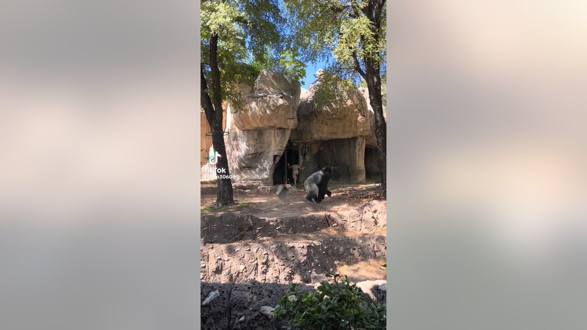 zookeeper leaving enclosure