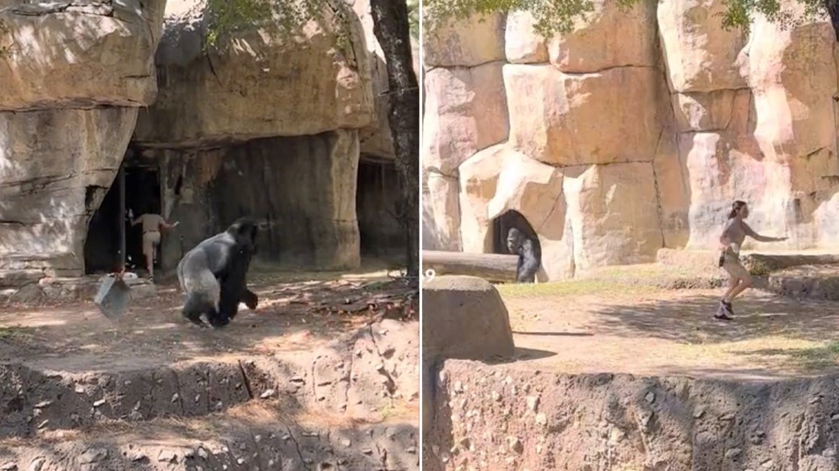 zookeeper running away from gorilla