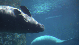 Postal Service unveils new stamp to raise awareness for 'beloved marine mammal'