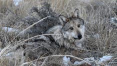Endangered Mexican gray wolves still face threat despite growing population numbers