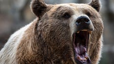 Skier injured in bear attack at North Macedonia nature park, officials say