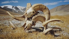 Montana man pleads guilty after creating giant hybrid sheep and selling them for captive hunting: DOJ