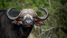 Buffaloes roaming major highway prompt wildlife rescue operation in South Africa
