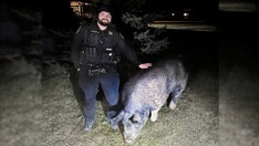 Pig named 'Kevin Bacon' goes on the run, amuses Wisconsin town