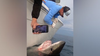 Great white shark makes history in 2,000-mile journey to Gulf of Mexico