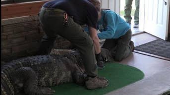 Albert the Alligator's 'dad' chomps at the bit to retrieve his pet gator seized by state: 'Free Albert'