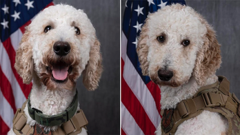 Rescued therapy dog comforts families of fallen soldiers at Dover Air Force Base: 'Tremendous impact'