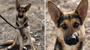 German shepherd looking for quiet home with big yard after Texas rescue: Meet Dale