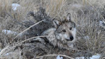 Endangered Mexican gray wolves still face threat despite growing population numbers