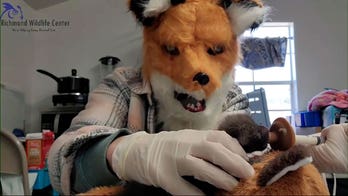 Virginia wildlife center staff use unorthodox method for caring for orphaned kit: Dressing like a fox