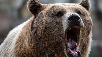 Skier injured in bear attack at North Macedonia nature park, officials say