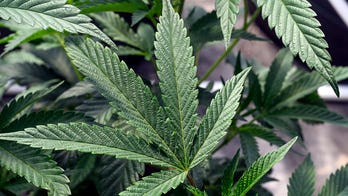 New York governor orders probe of marijuana licensing program 'disaster' amid black market surge
