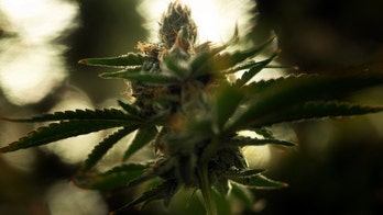 These are the top health risks of marijuana use, especially smoking cannabis