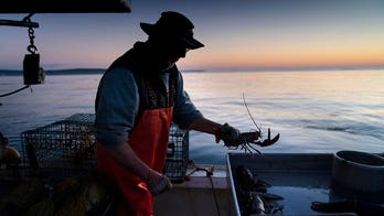 US lobster industry grapples climate change, whale protection regulations as catches drop