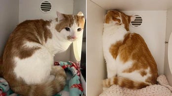 'Deeply depressed' Maryland shelter cat goes viral after adoption plea